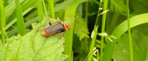 Käfer